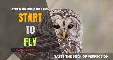 Barred Owl Chicks Take Flight