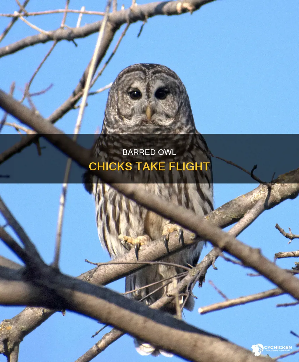 when do the barred owl chicks start to fly