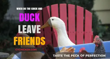 When Do Chick and Duck Leave Friends: A Nostalgic Farewell