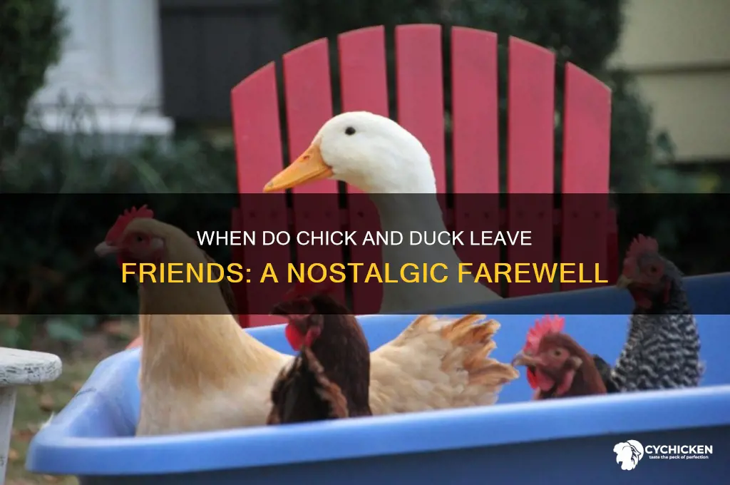 when do the chick and duck leave friends