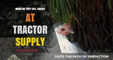 When Does Tractor Supply Sell Chicks? A Seasonal Guide