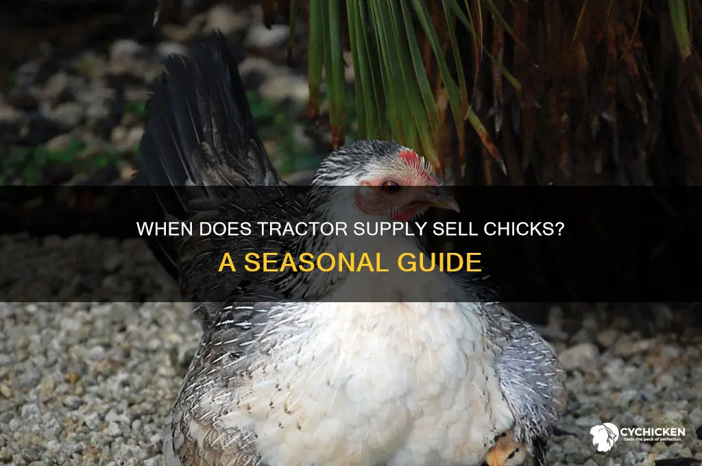 when do they sell chicks at tractor supply