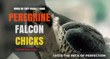 Peregrine Falcon Chick Banding: Timing and Essential Practices Explained