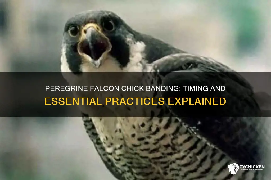 when do they usually band peregrine falcon chicks