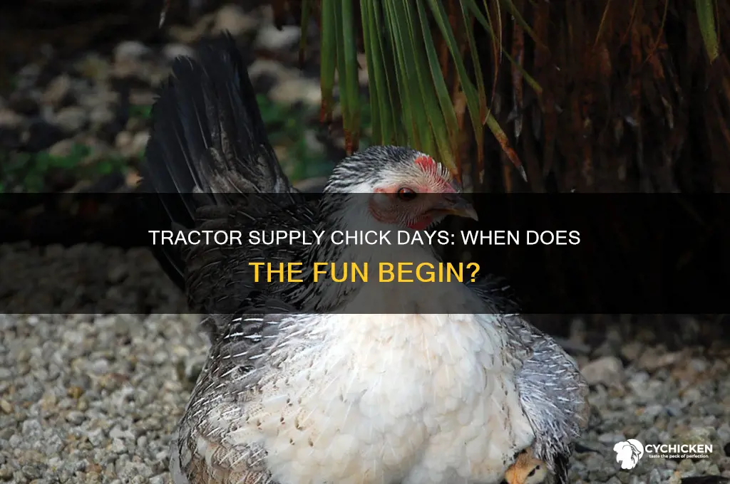 when do tractor supply chick days start