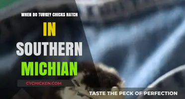 Turkey Chick Hatching Timeline in Southern Michigan: What to Expect