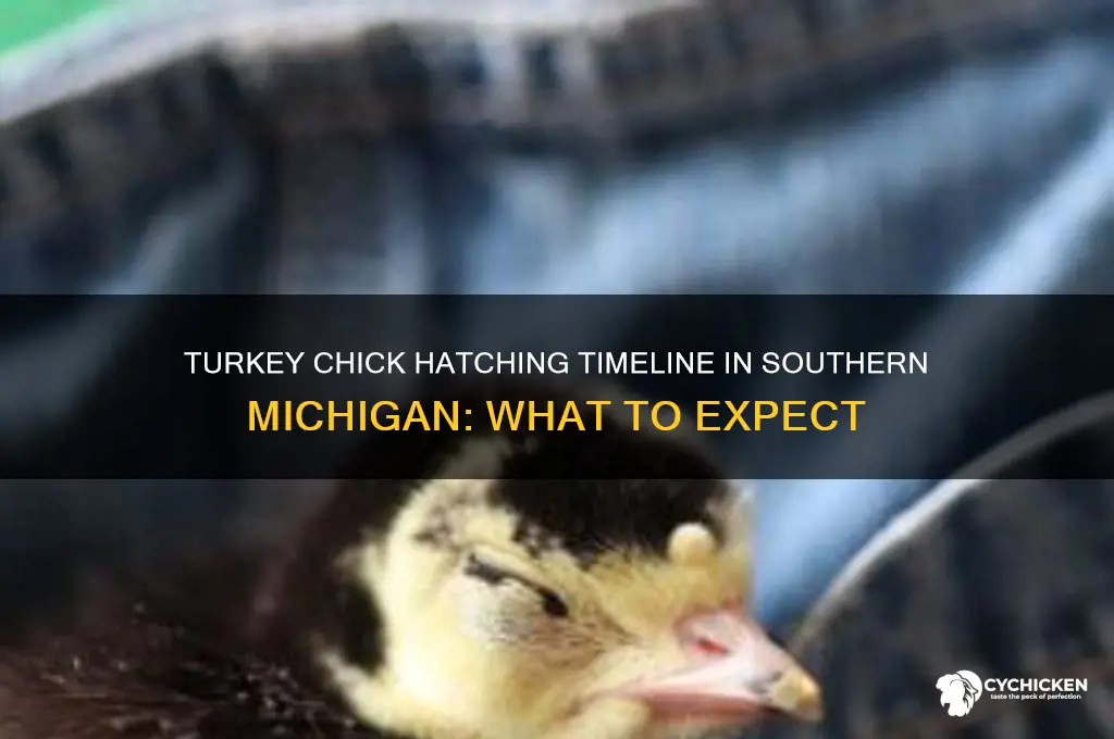 when do turkey chicks hatch in southern michian