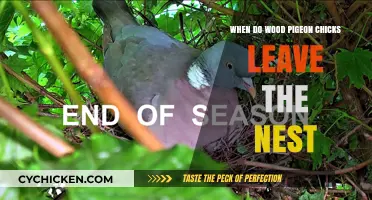 When Do Wood Pigeon Chicks Fledge: Nest Departure Timeline