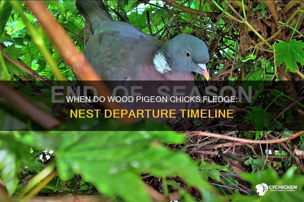 when do wood pigeon chicks leave the nest