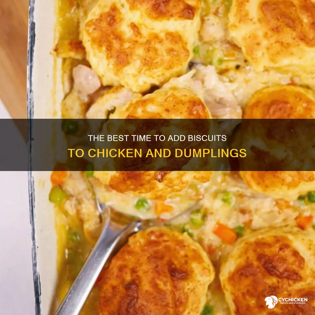 when do you add biscuits to chicken and dumplings