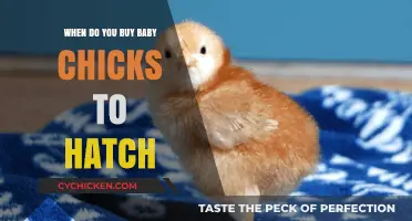Perfect Timing for Hatching Baby Chicks: A Beginner's Guide