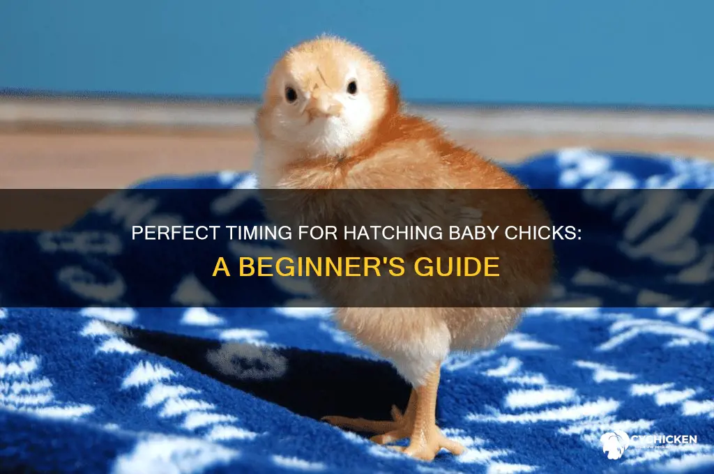 when do you buy baby chicks to hatch