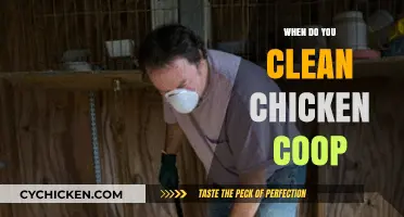 Spring Cleaning: When and How to Maintain Your Chicken Coop