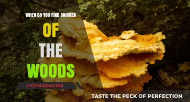Discovering Chicken of the Woods: Seasonal Tips for Foraging Success