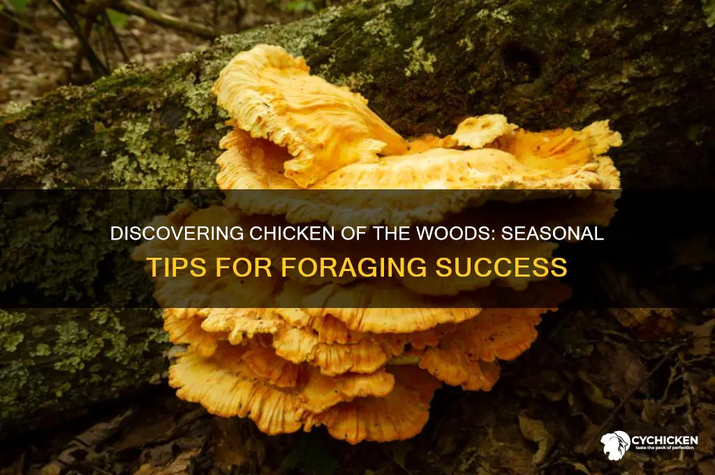 when do you find chicken of the woods