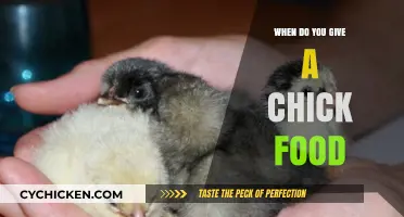 Feeding Baby Chicks: When and How to Start Their Diet