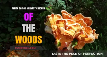 Harvesting Chicken of the Woods: Timing, Tips, and Best Practices
