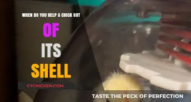 Helping Chicks Hatch: When to Intervene?