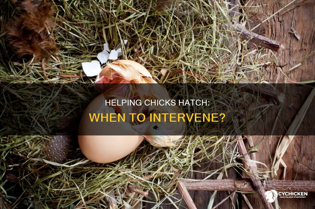 when do you help a chick out of its shell