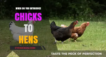 Introducing Chicks to Hens: Timing and Tips for a Smooth Transition