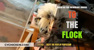 Introducing Chicks to the Flock: Timing and Tips for Smooth Integration