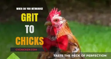 Introducing Grit to Chicks: Timing and Tips for Healthy Growth
