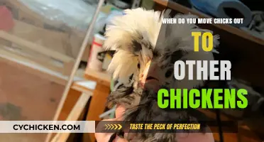 Integrating Chicks: When to Introduce Them to the Flock