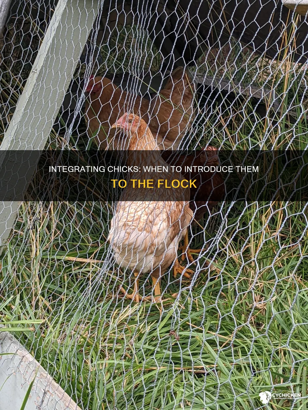 when do you move chicks out to other chickens