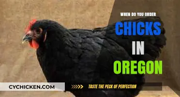 Oregon Chick Ordering Guide: Best Timing for Healthy Flocks