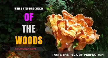 Perfect Timing: Harvesting Chicken of the Woods Mushrooms Safely