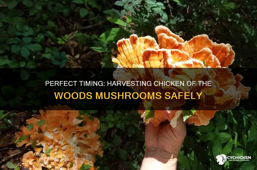 when do you pick chicken of the woods