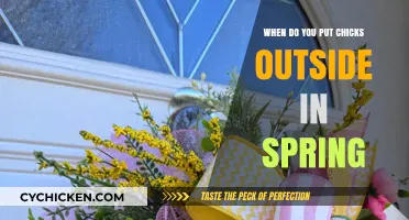 Spring Chick Care: When to Safely Move Chicks Outdoors