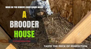 Time to Remove Chick Guard: Brooder House Basics
