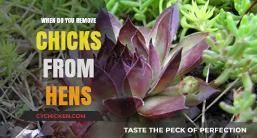 When to Separate Chicks from Hens: A Complete Guide