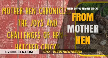 When to Separate Chicks from Mother Hen: A Guide