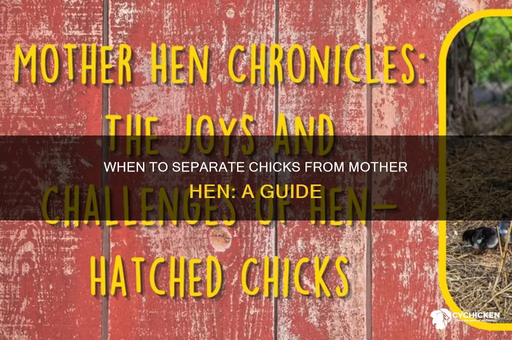 when do you remove chicks from mother hen