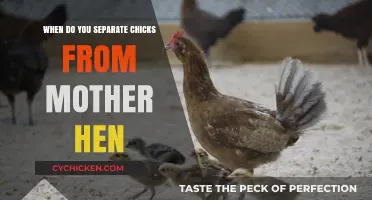 Separating Chicks from Mother Hen: Timing and Best Practices