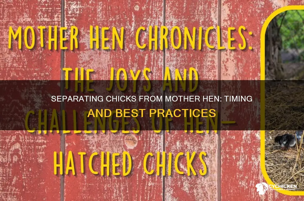 when do you separate chicks from mother hen