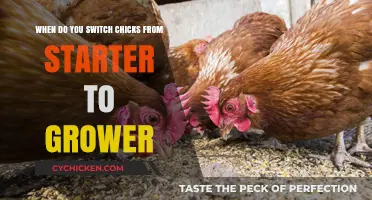 Switching Chicks Feed: Starter to Grower, When?