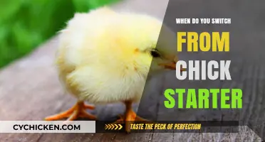 When to Transition Chicks from Starter Feed: A Complete Guide