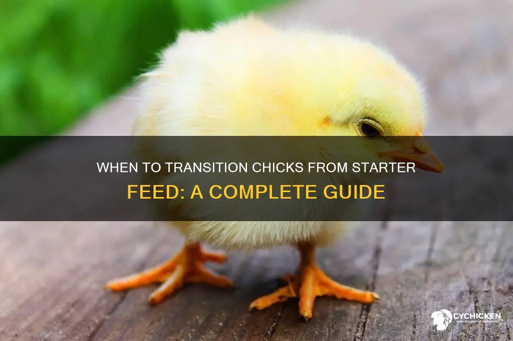 when do you switch from chick starter