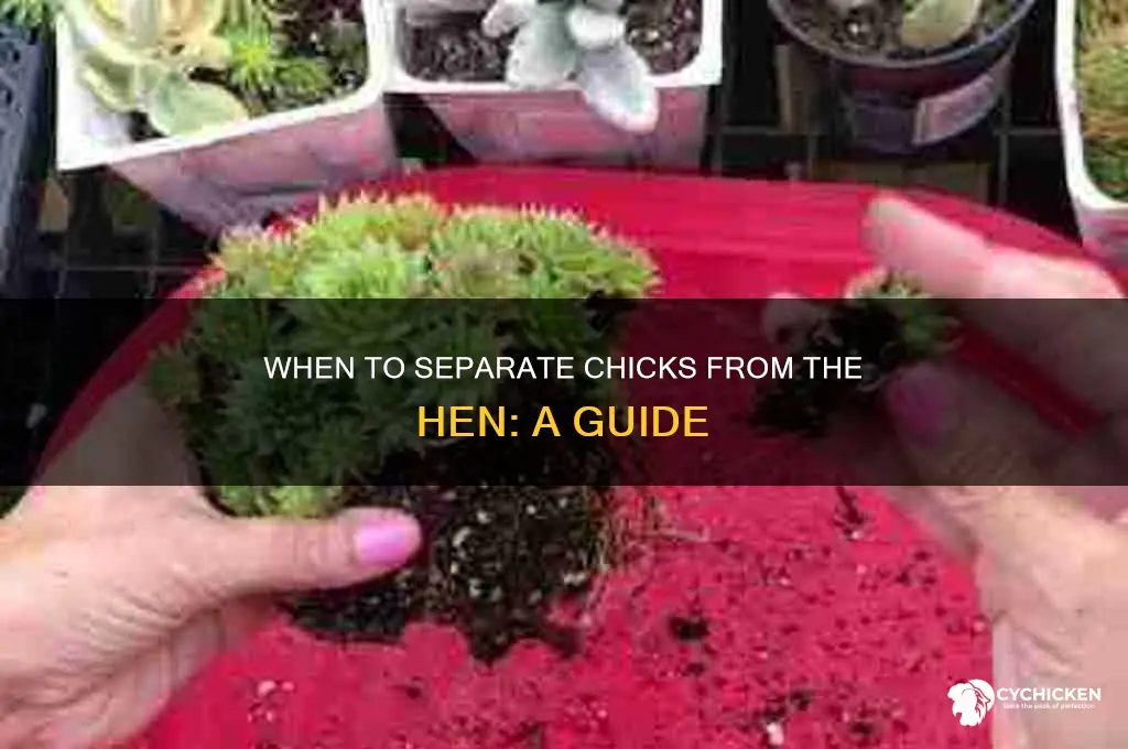 when do you take chicks away from hen