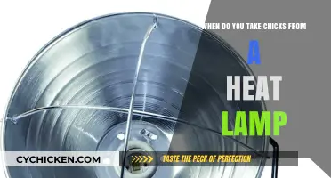 Transitioning Chicks: Heat Lamp Removal