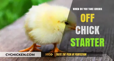 Transitioning Chicks: When to Switch from Starter Feed to Grower