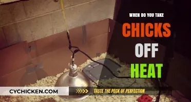 When to Remove Chicks from Heat: A Complete Guide