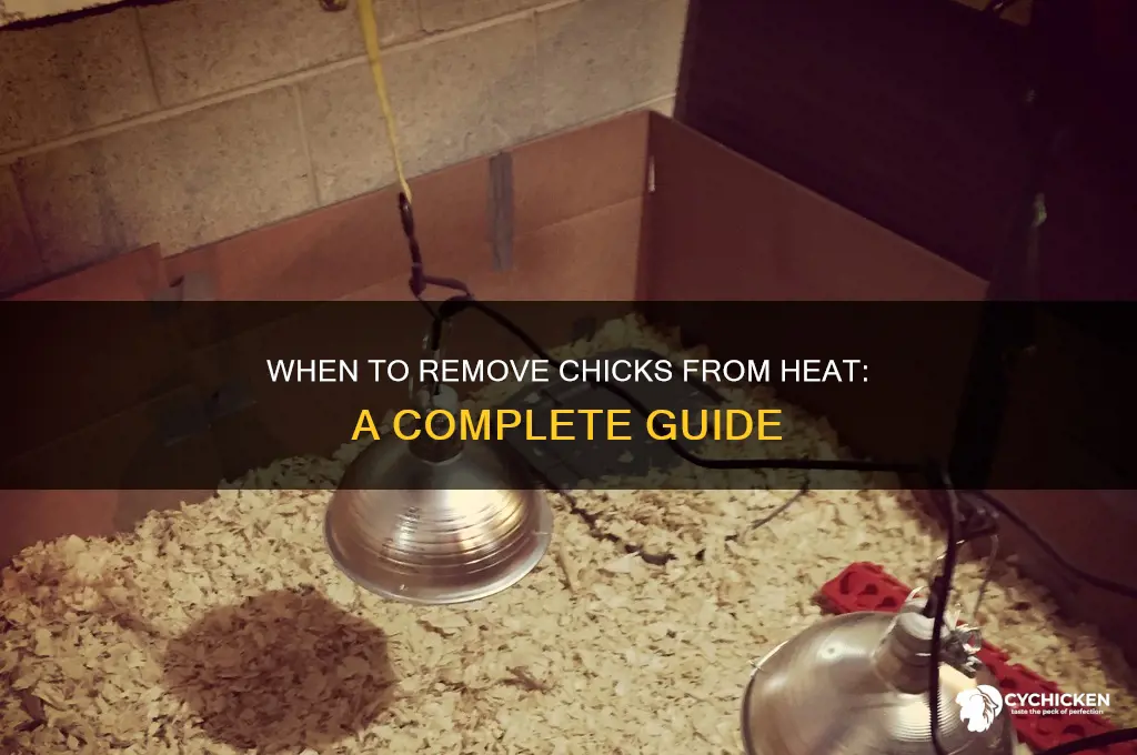 when do you take chicks off heat