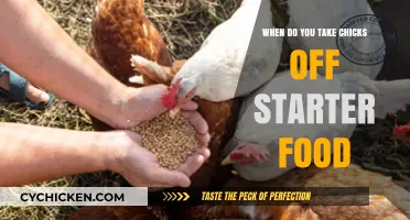 Transitioning Chicks: When to Switch from Starter to Grower Feed