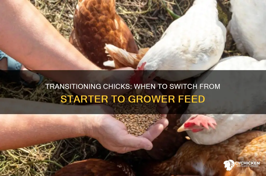 when do you take chicks off starter food
