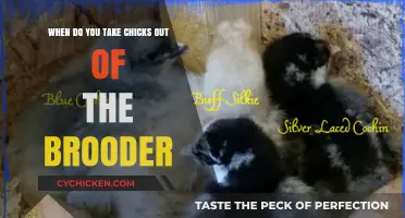 Moving Chicks: From Brooder to Coop