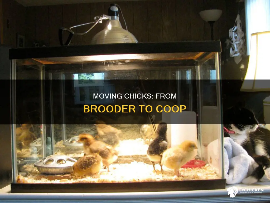when do you take chicks out of the brooder